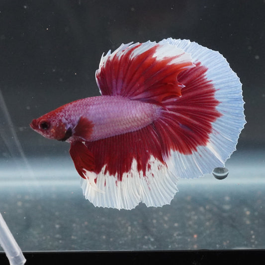 Betta fish with red and white colors in a tank