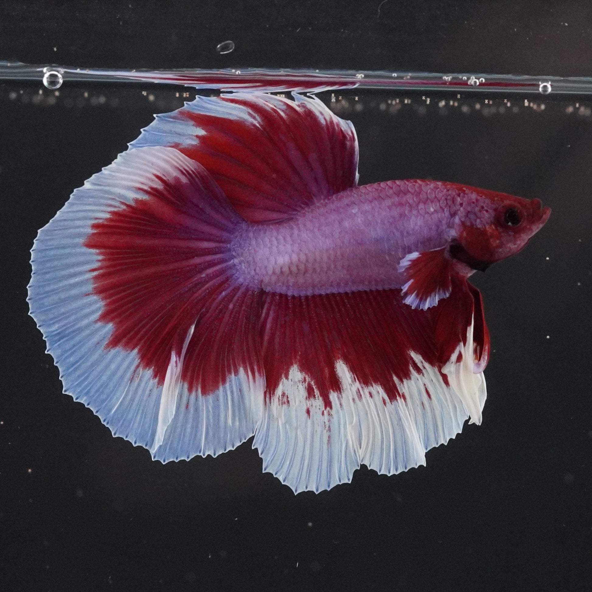 Red and white betta fish swimming in clear water with a black background