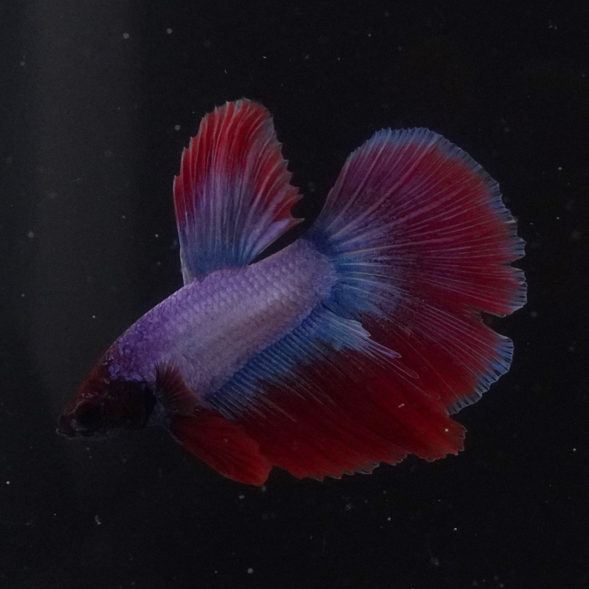 Colorful betta fish swimming in a clear tank with a black background