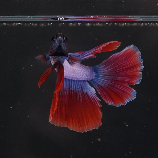Colorful fish swimming in a tank with a black background