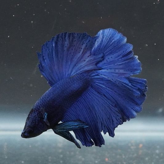 Blue betta fish swimming in a dark aquarium