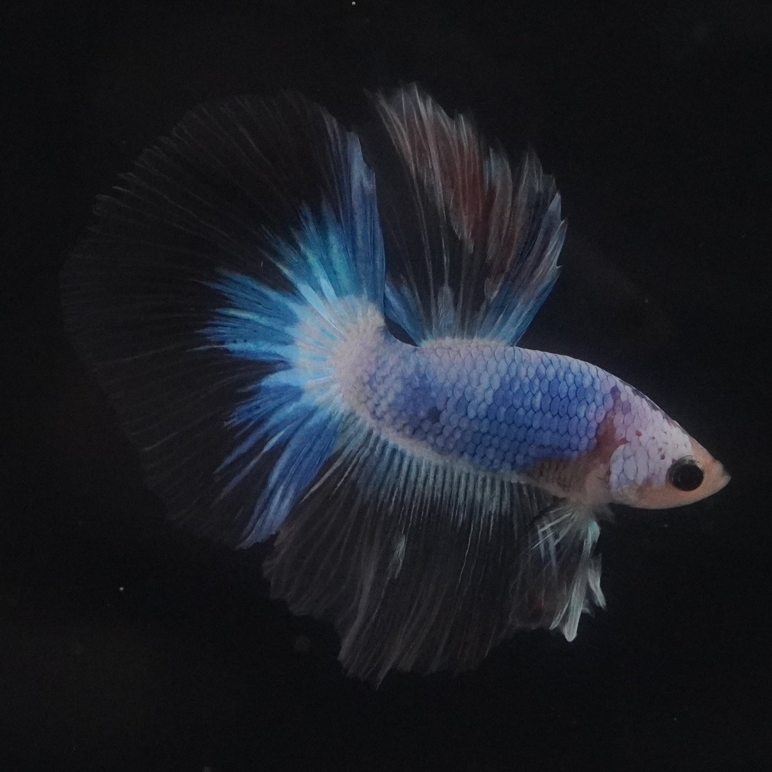 Single betta fish with vibrant blue and white colors swimming against a dark background