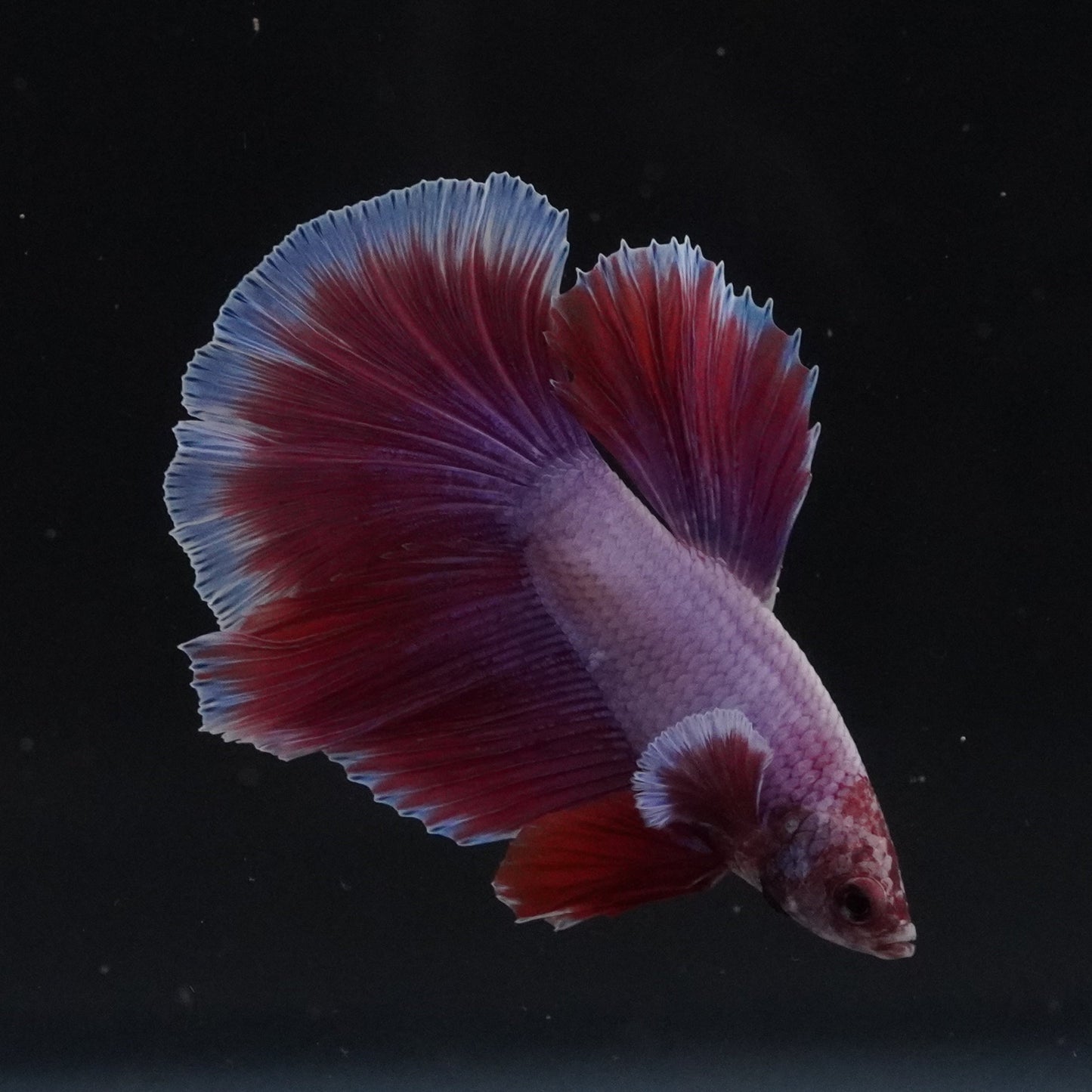 Colorful fish swimming in a clear tank with a dark background