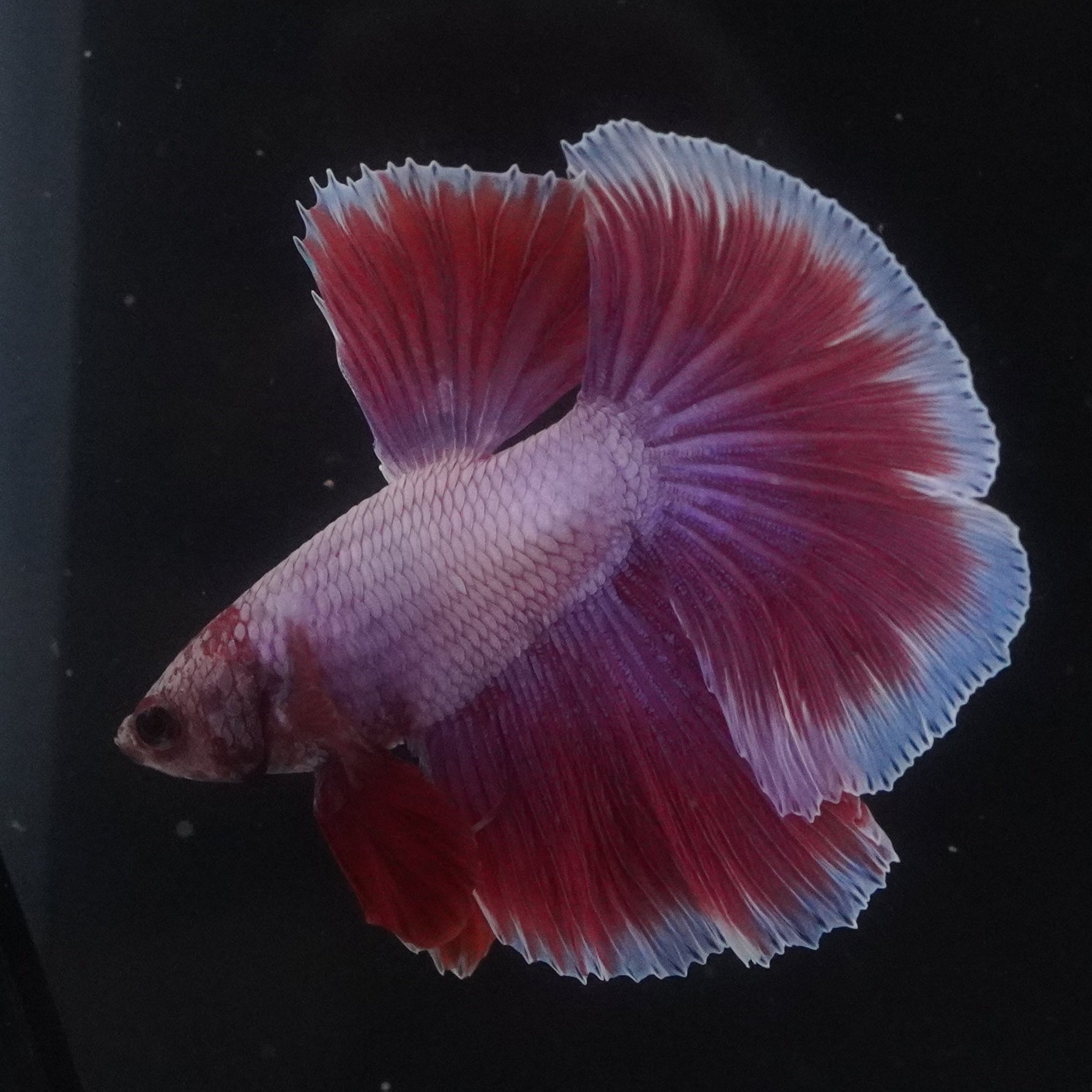 Colorful betta fish swimming in a dark aquarium.