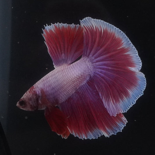 Colorful betta fish swimming in a dark aquarium.