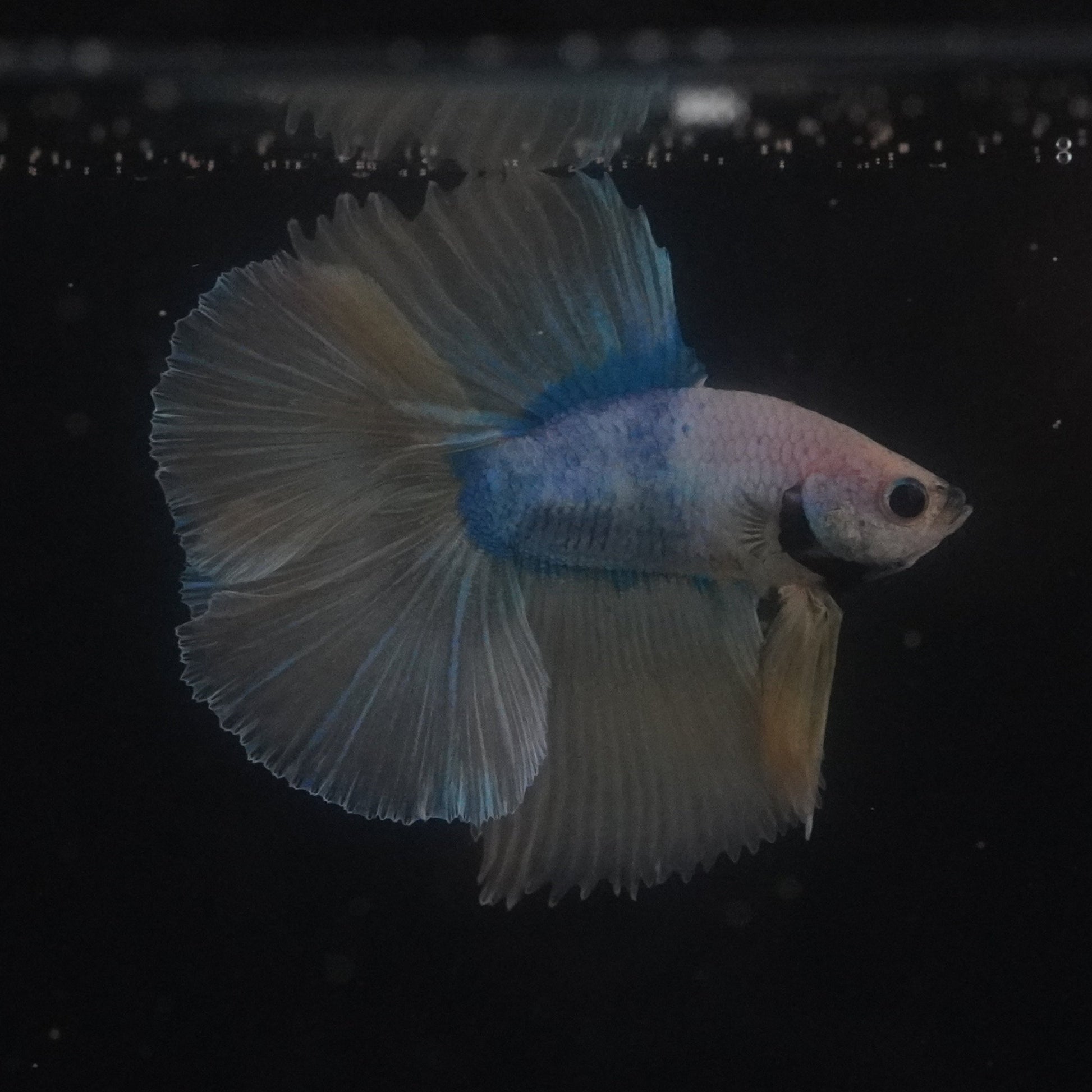Glowing betta fish in an aquarium with a dark background
