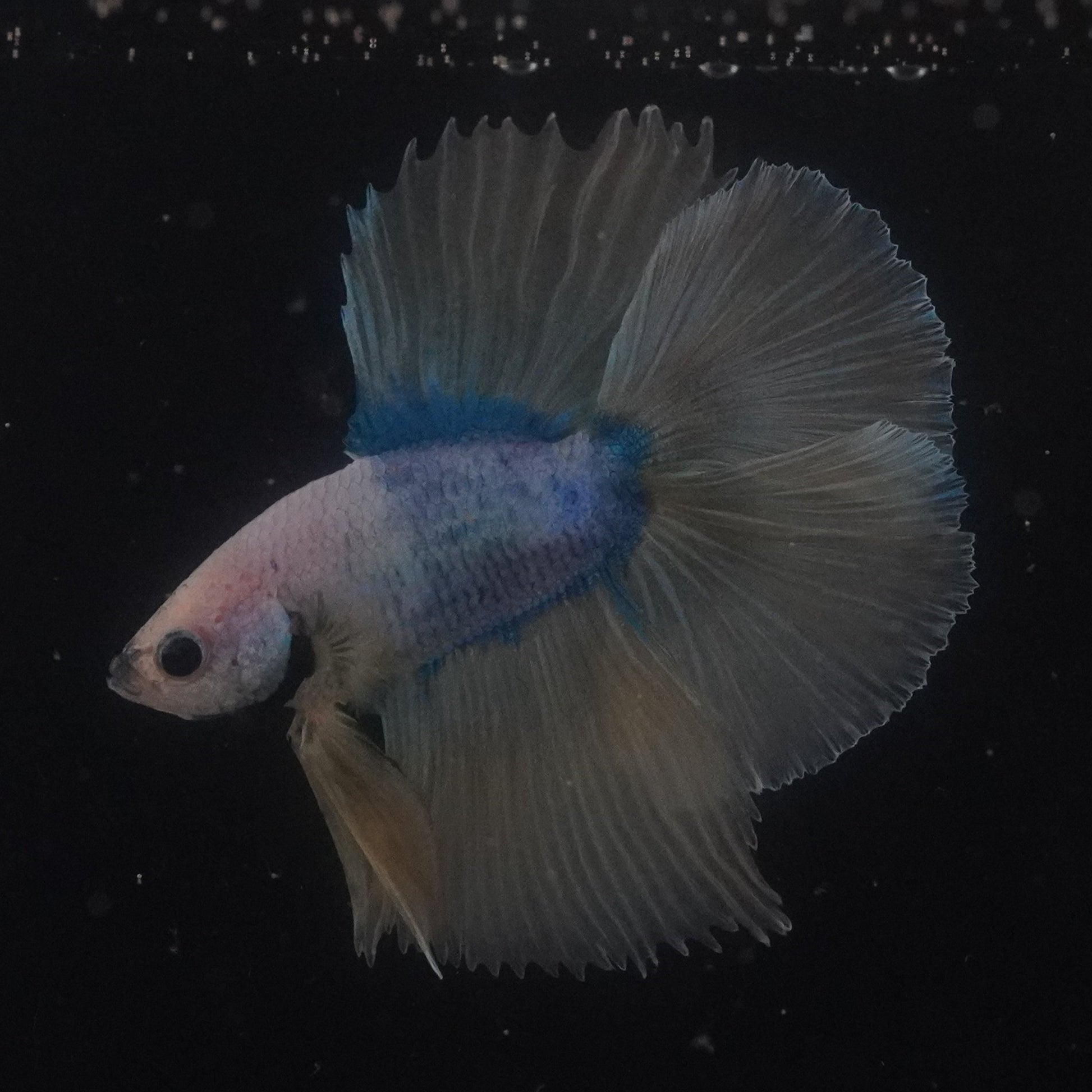 Small fish swimming in a dark aquarium