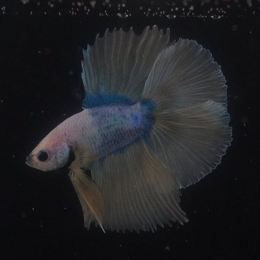 Small fish swimming in a dark aquarium