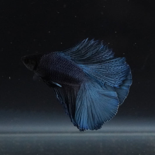 Blue betta fish swimming in a dark aquarium