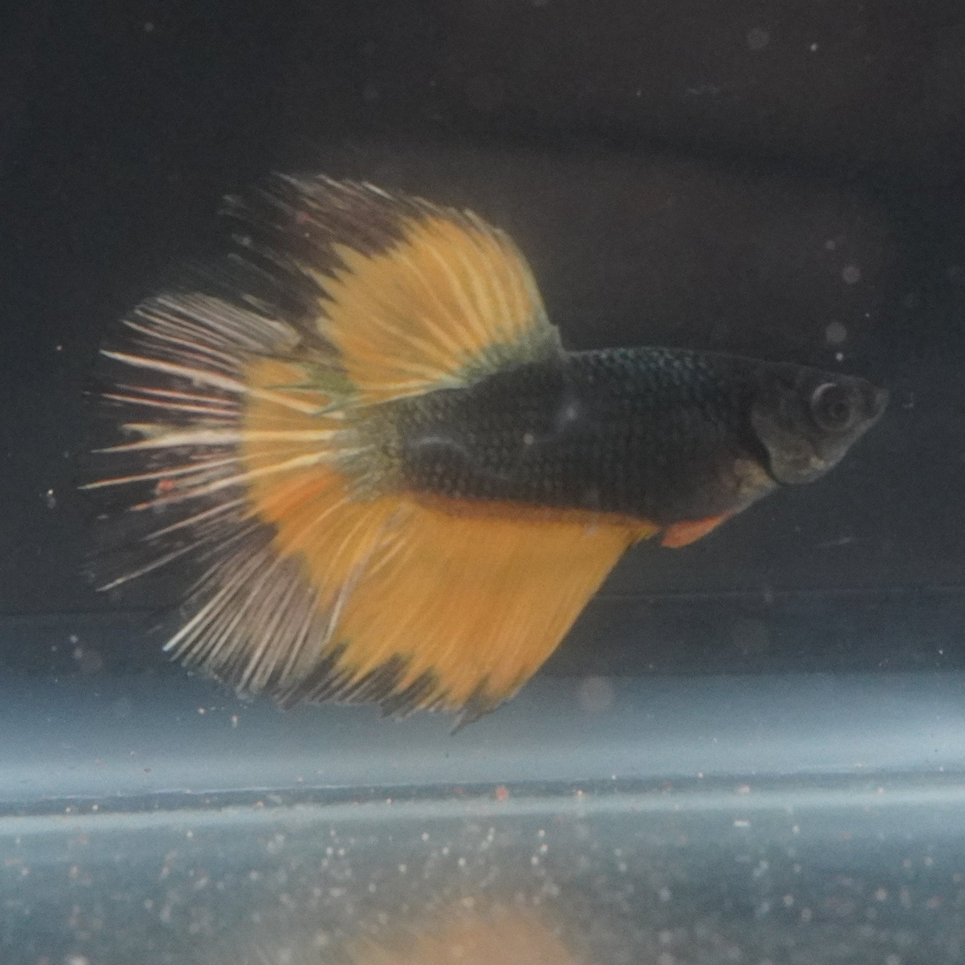 betta fish with a yellow tail in an aquarium setting