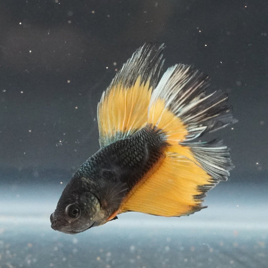 Small fish with black and yellow body swimming in a tank with a dark background