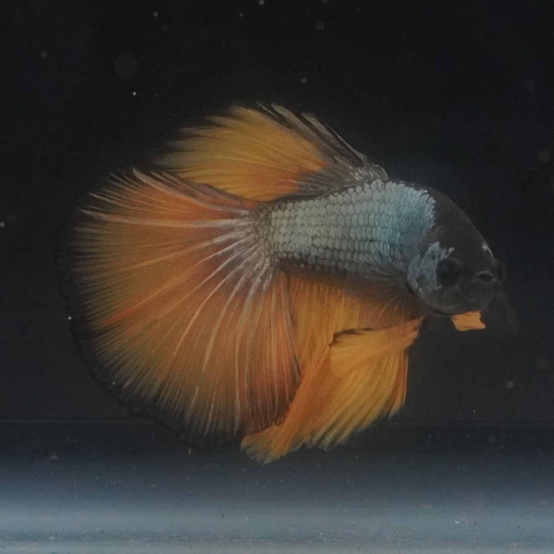 Colorful fish swimming in a tank with a dark background
