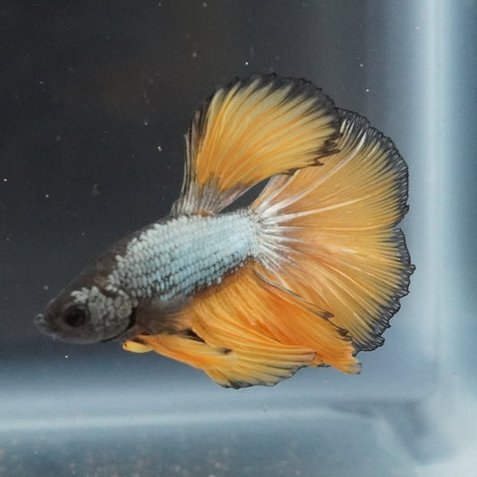 betta fish mustard gas