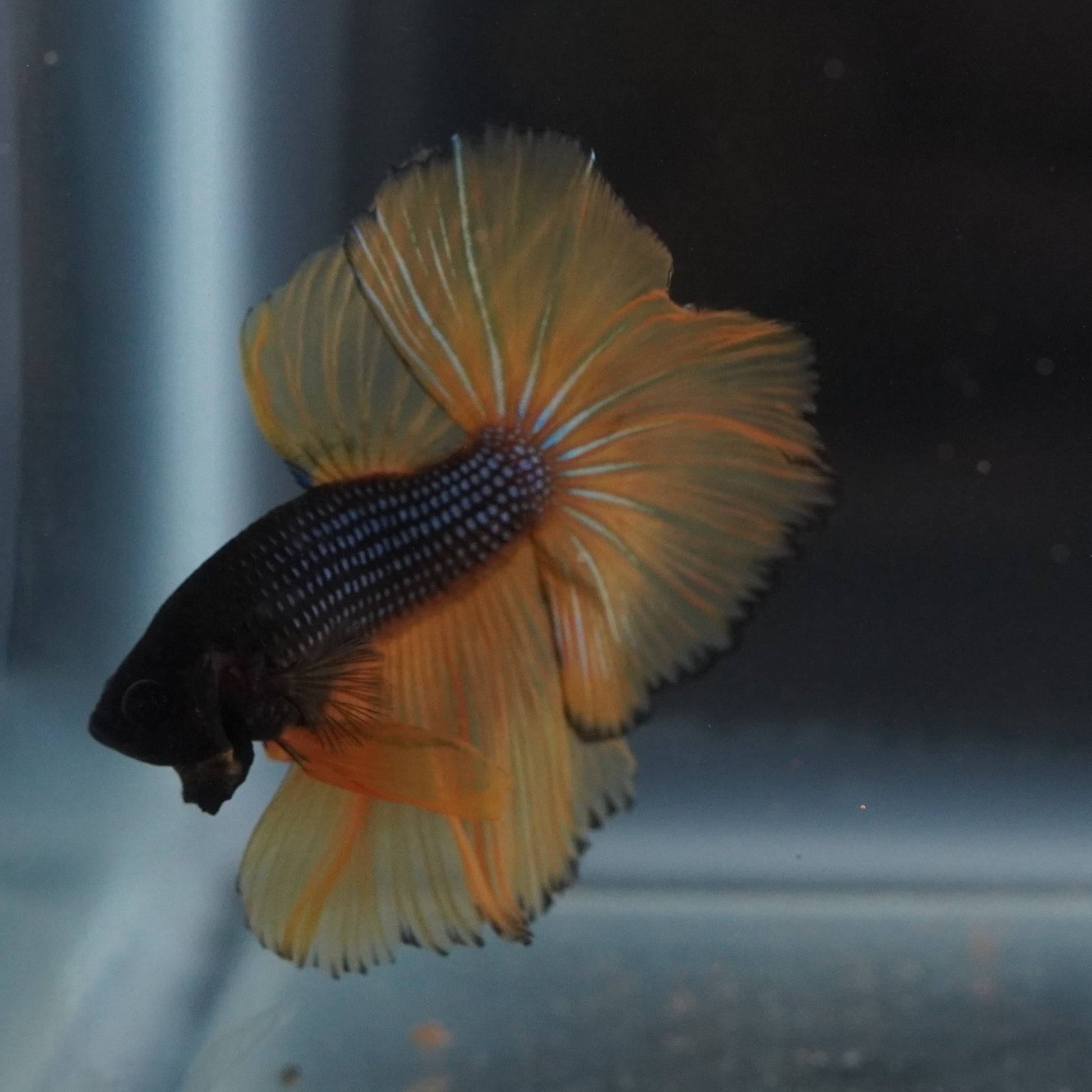 Yellow and black betta fish in an aquarium with a dark background