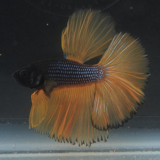 Live Betta Fish WYSIWYG Fancy Aquarium MG01 Mustard Gas Blue Yellow Pearlscale