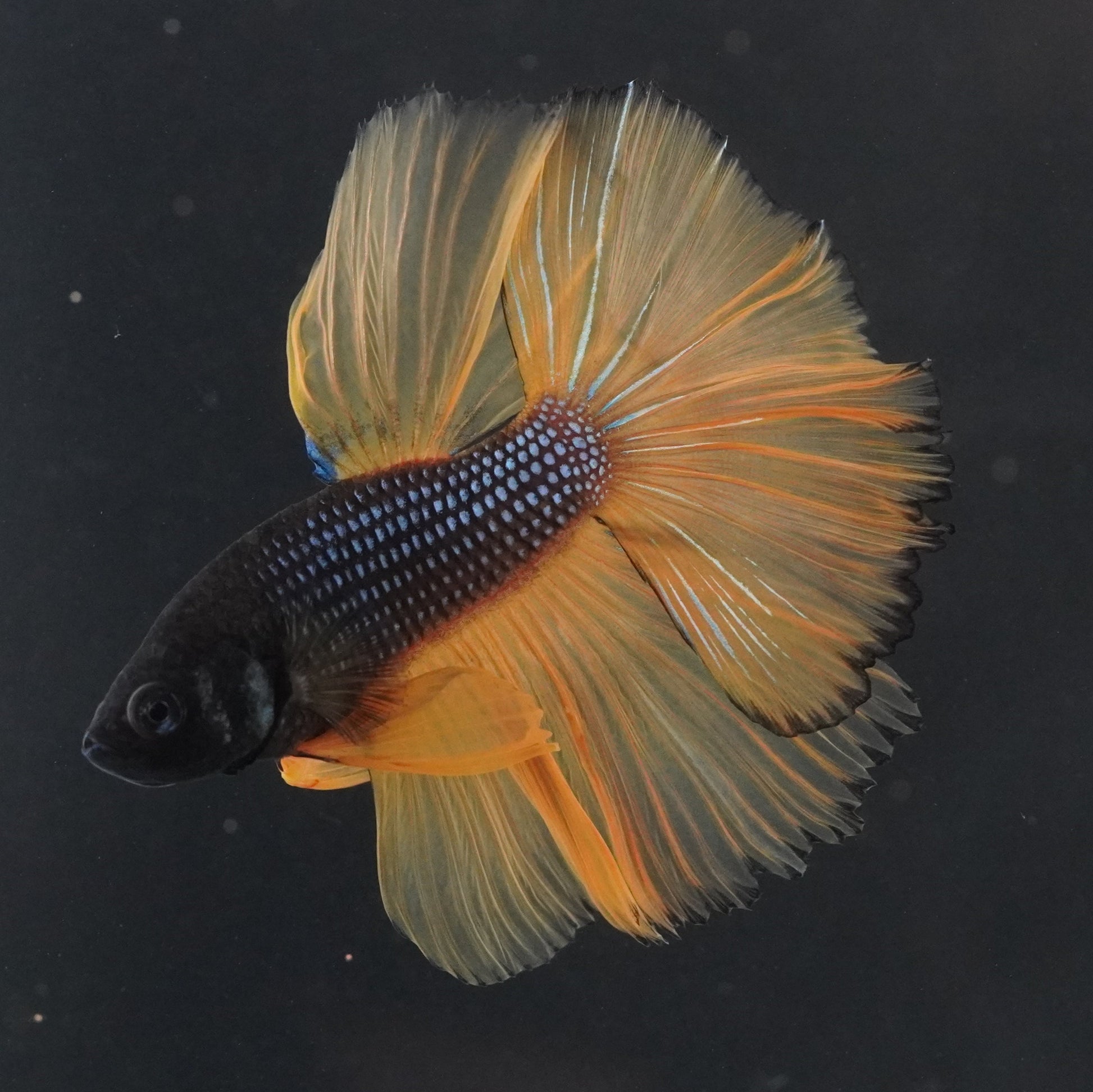Betta fish with black and orange colors on a dark background