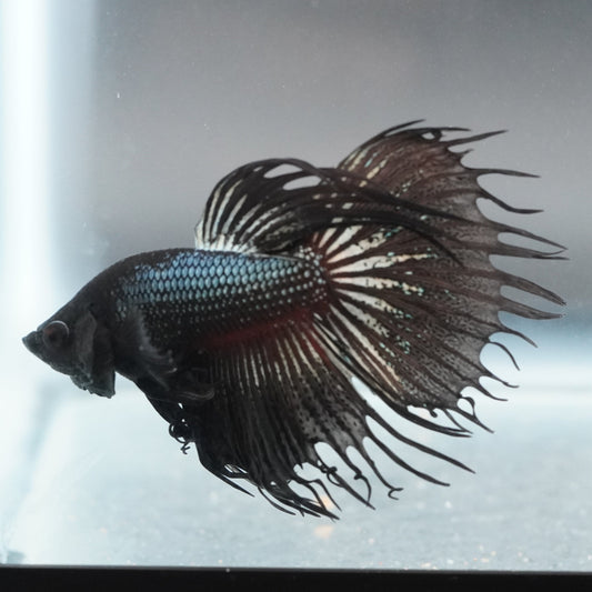 Betta fish with a unique pattern swimming in an aquarium.
