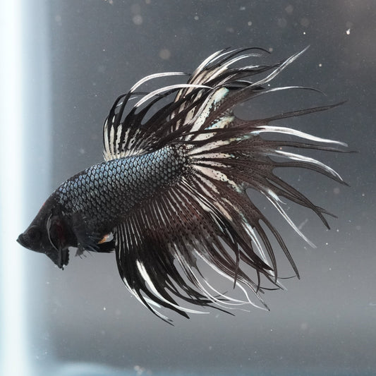 Black betta fish with a unique tail pattern in an aquarium.