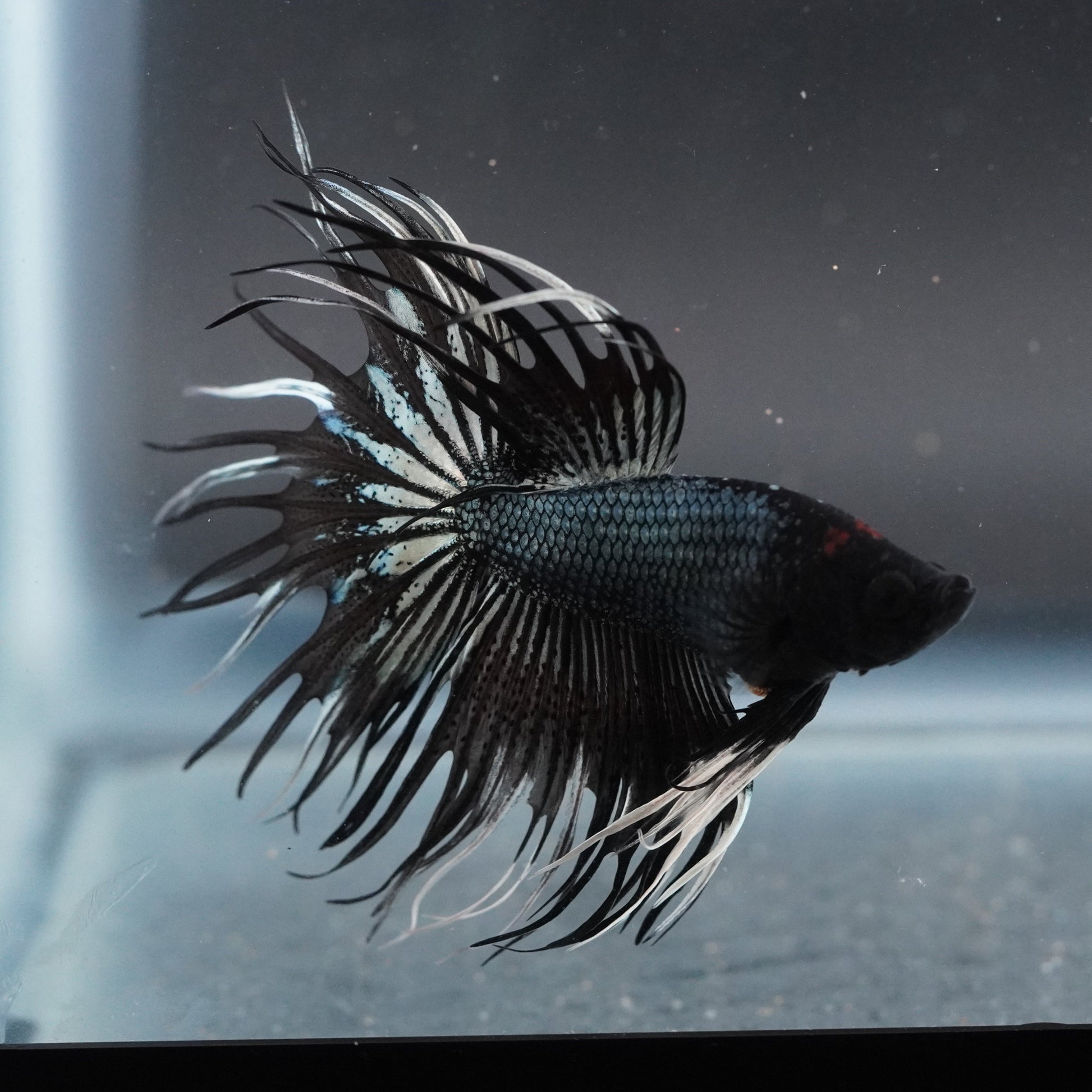 Black and white betta fish swimming in an aquarium with a dark background
