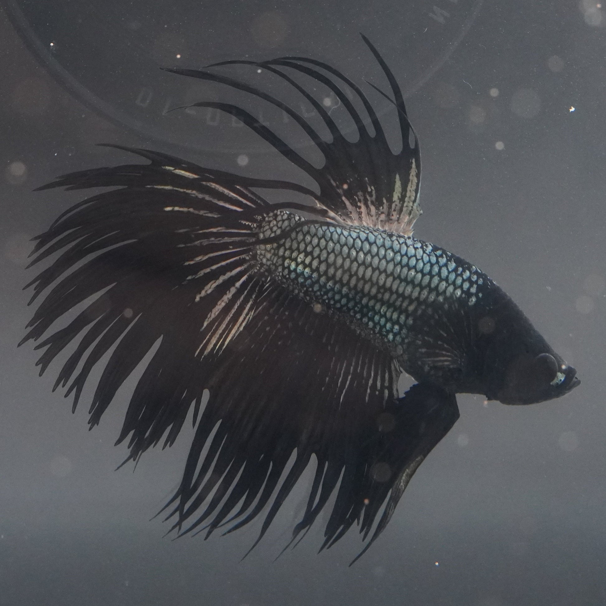Siamese fighting fish with elaborate fins in a tank