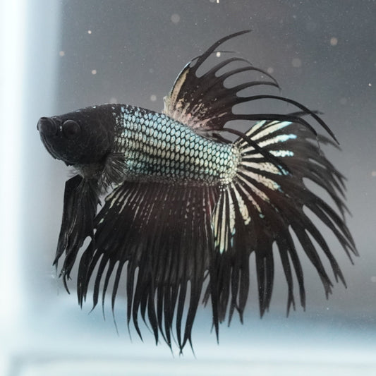 Siamese fighting fish with long, flowing fins in a clear tank.