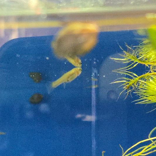 Endler’s Livebearer ~ Poecilia wingei