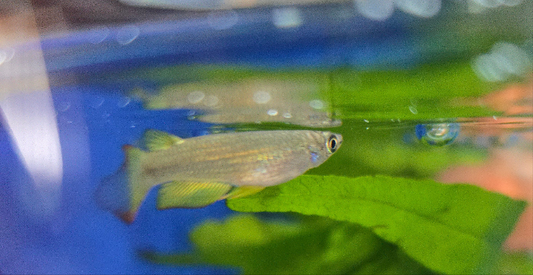 Golden Wonder Killie ~ Aplocheilus lineatus