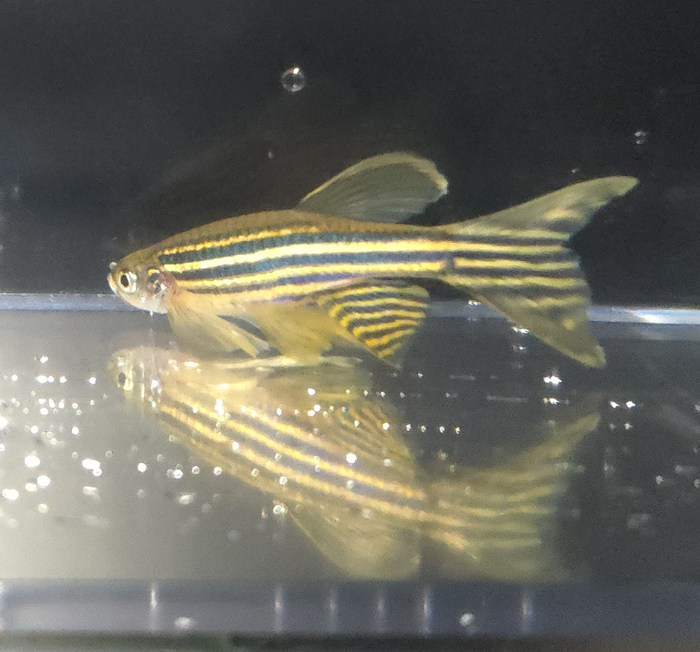 Zebra Longfin Danio ~ Danio rerio