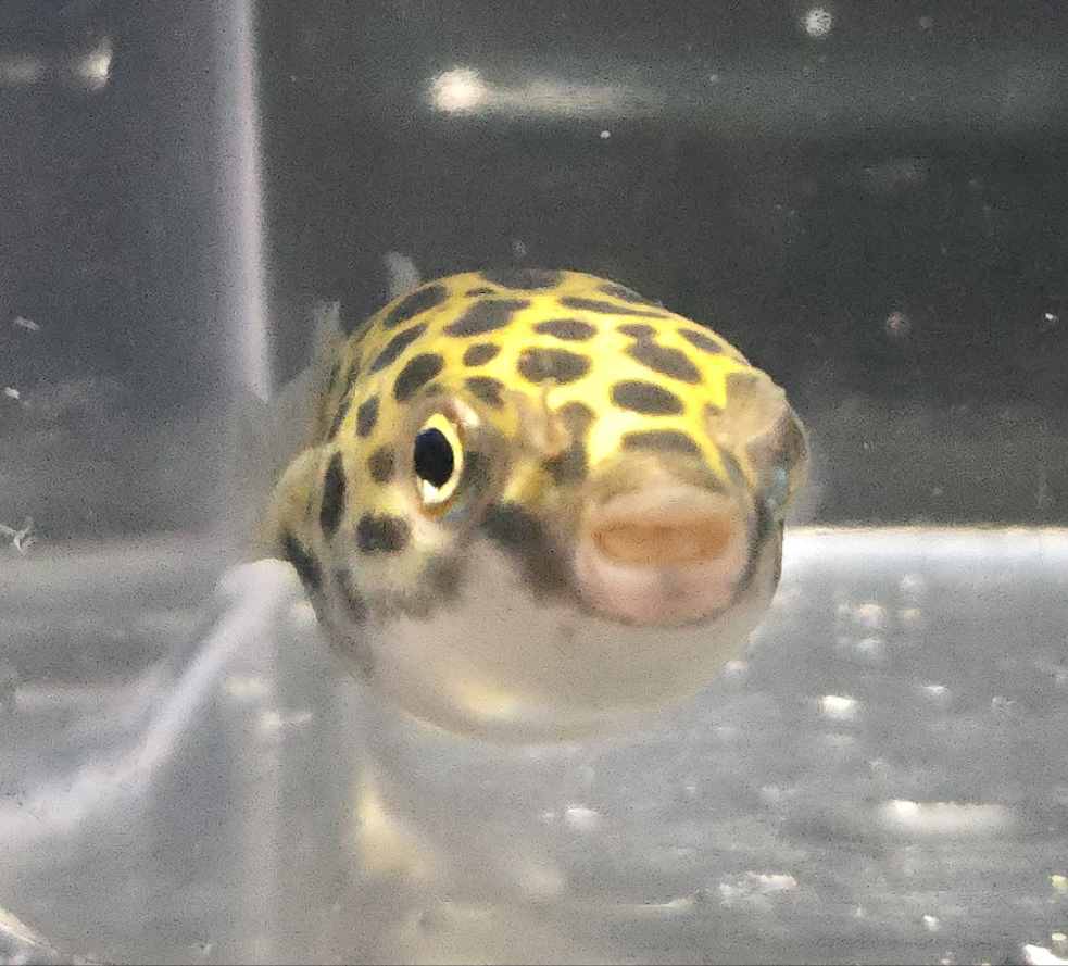 Green Spotted Puffer ~ Tetraodon nigroviridis