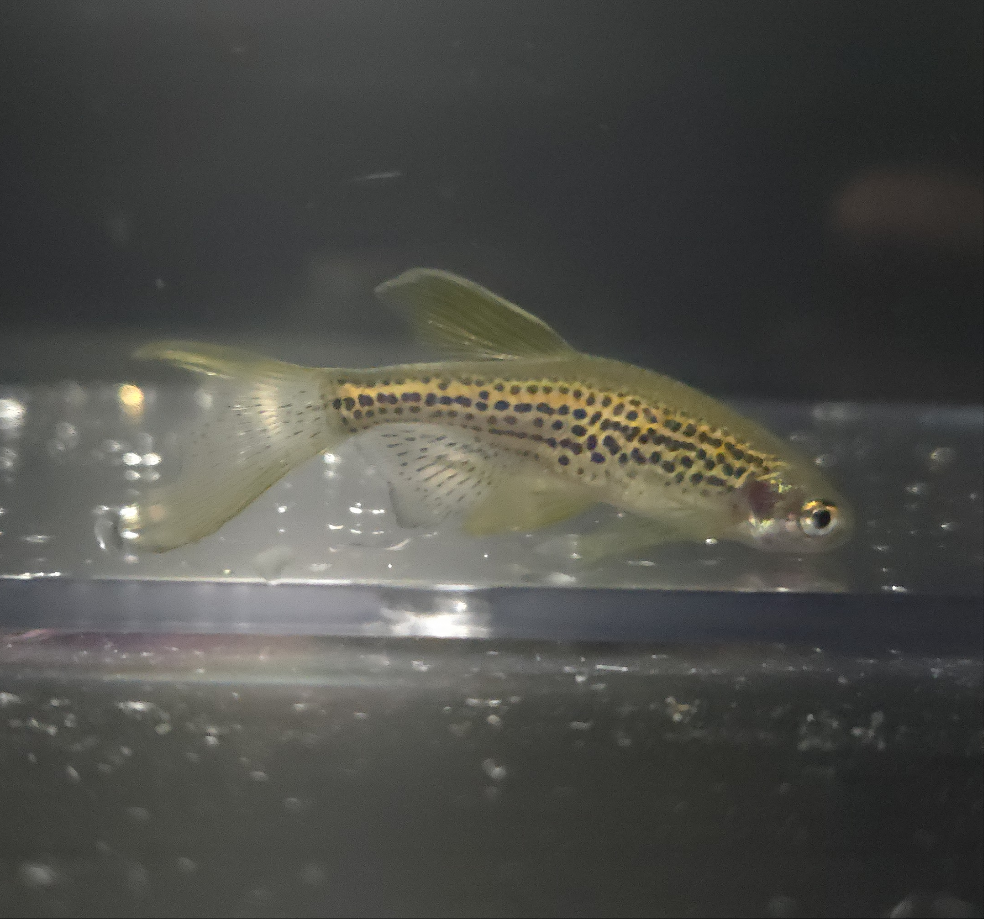 Leopard Longfin Danio ~ Danio rerio