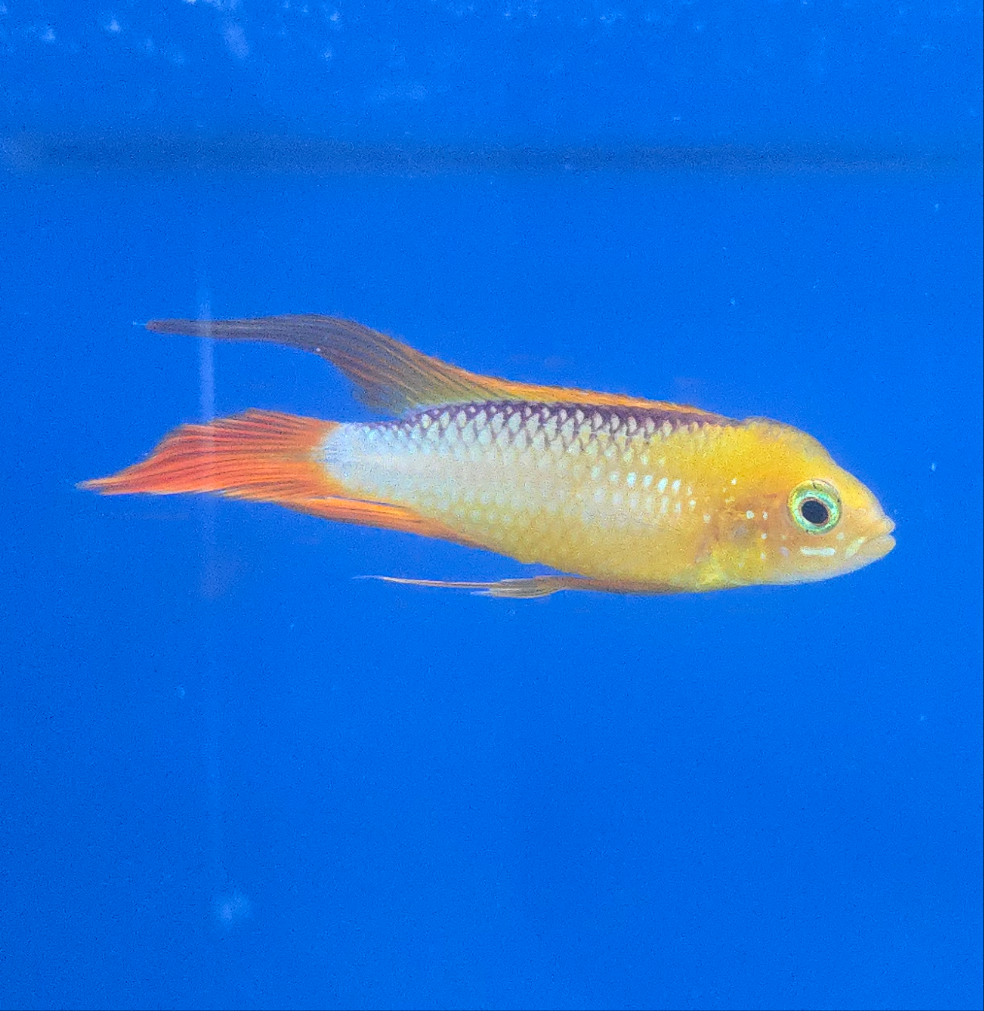 Apistogramma Agassizii 'Fire Red'