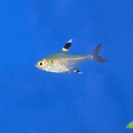 X-Ray Tetra ~ Pristella maxillaris