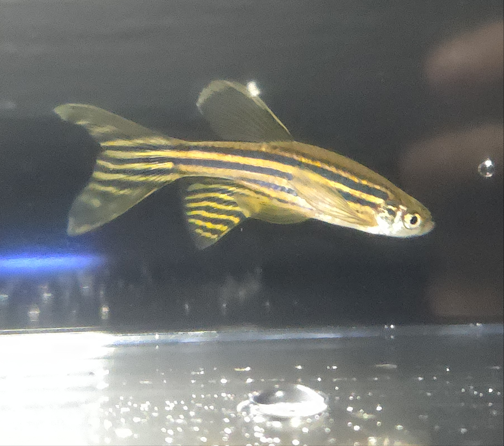 Zebra Longfin Danio ~ Danio rerio