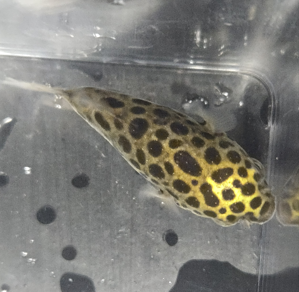 Green Spotted Puffer ~ Tetraodon nigroviridis