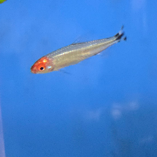 Rummy Nose Tetra Brilliant ~ Hemigrammus bleheri