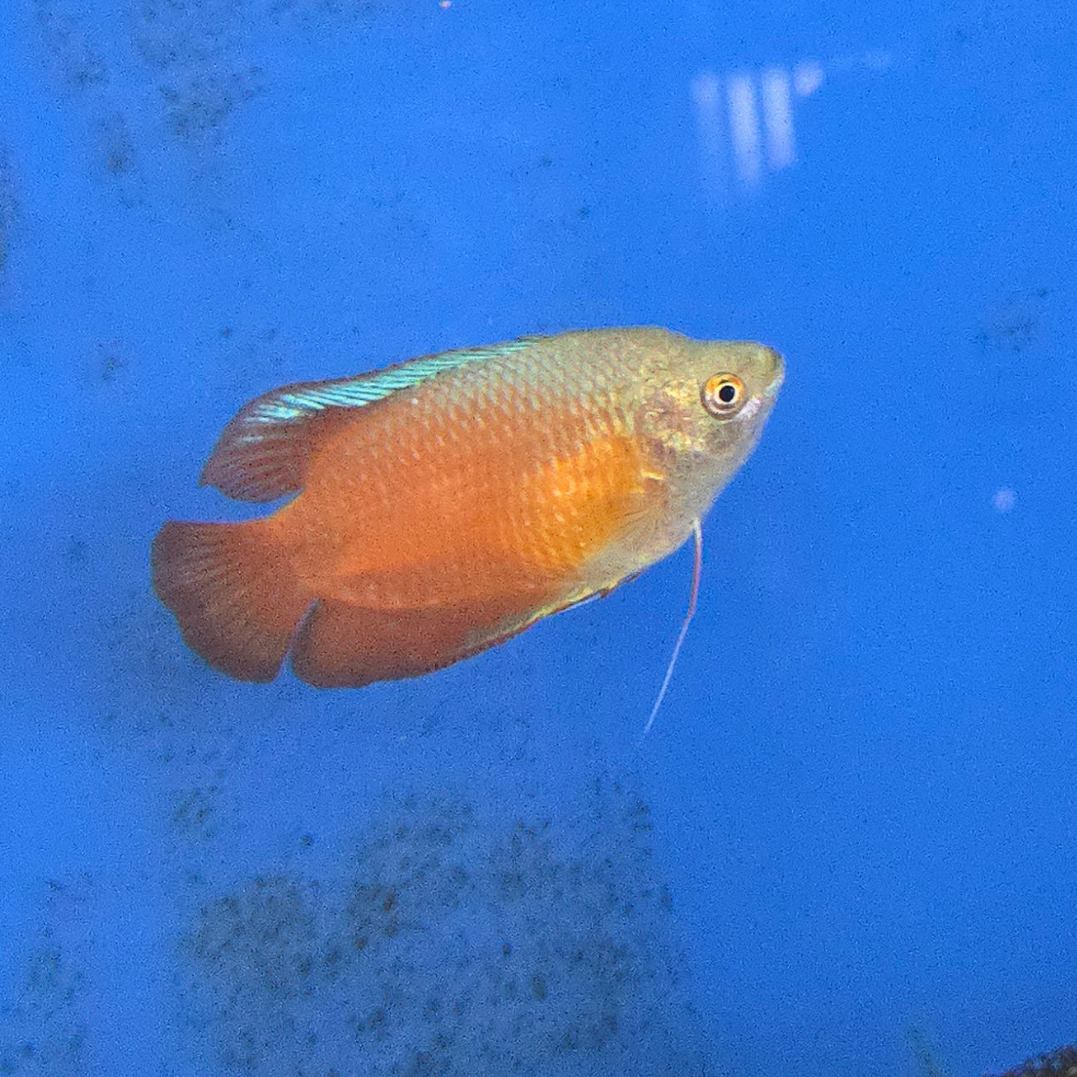 Dwarf Gourami ~ Trichogaster lalius