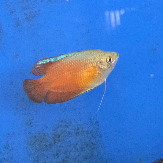 Dwarf Gourami ~ Trichogaster lalius