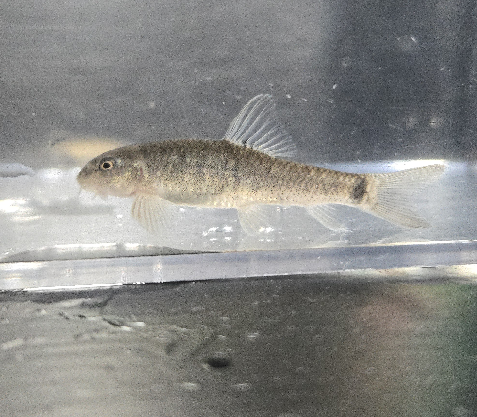 Doctor Fish ~ Garra rufa