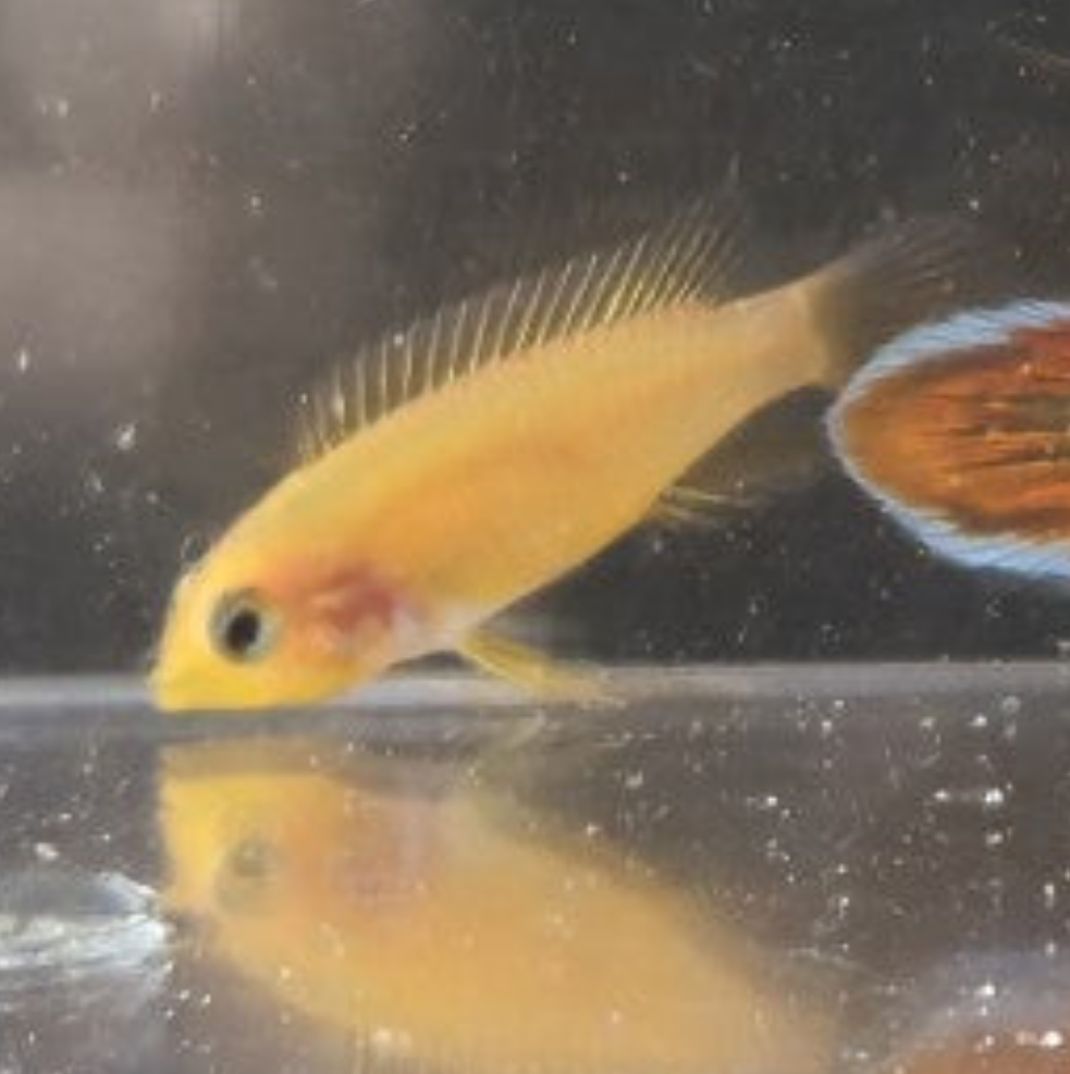 Apistogramma Agassizii 'Fire Red'