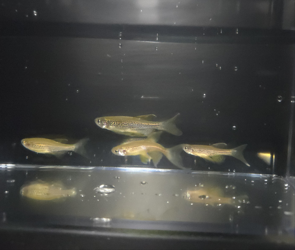 Leopard Longfin Danio ~ Danio rerio