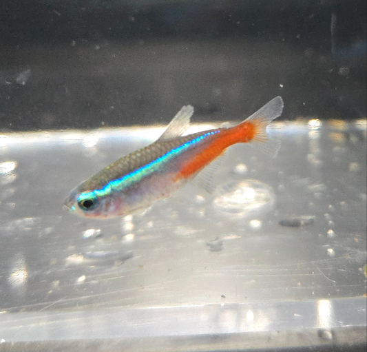 Neon Tetra ~ Paracheirodon innesi