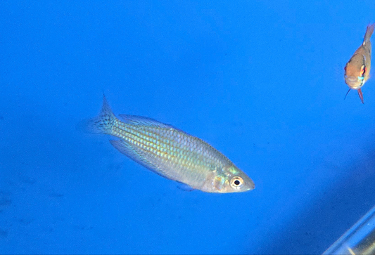 Australian Rainbowfish ~ Melanotaenia splendida australis