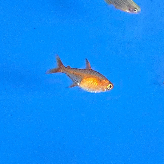 Ember Tetra ~ Hyphessobrycon amandae