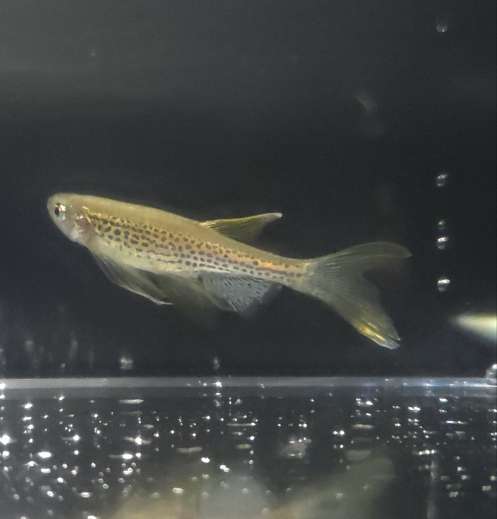 Leopard Longfin Danio ~ Danio rerio