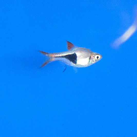 Harlequin Rasboras ~ Trigonostigma heteromorpha