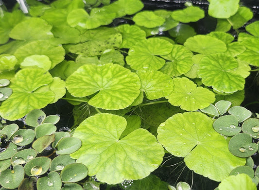 Pennywort - Brazialian