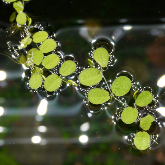 Salvinia Natans ~ Floating Fern