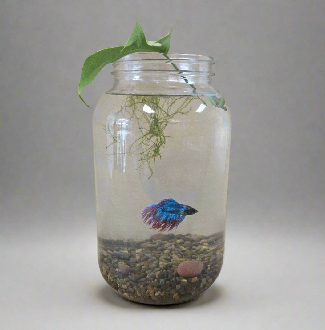 Betta ~ Betta splendens