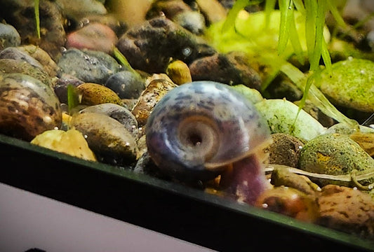 Ramshorn Snails