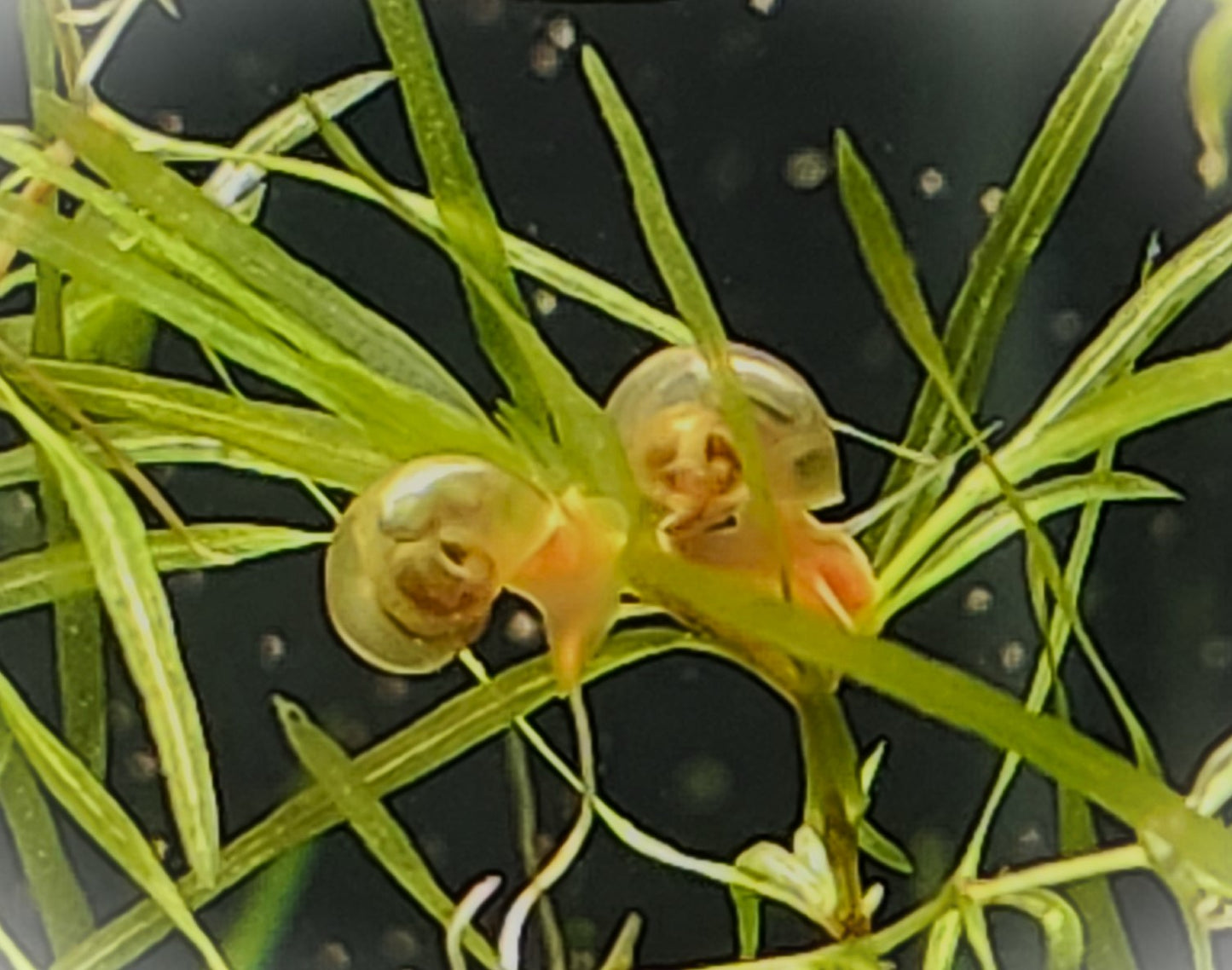 Ramshorn Snails